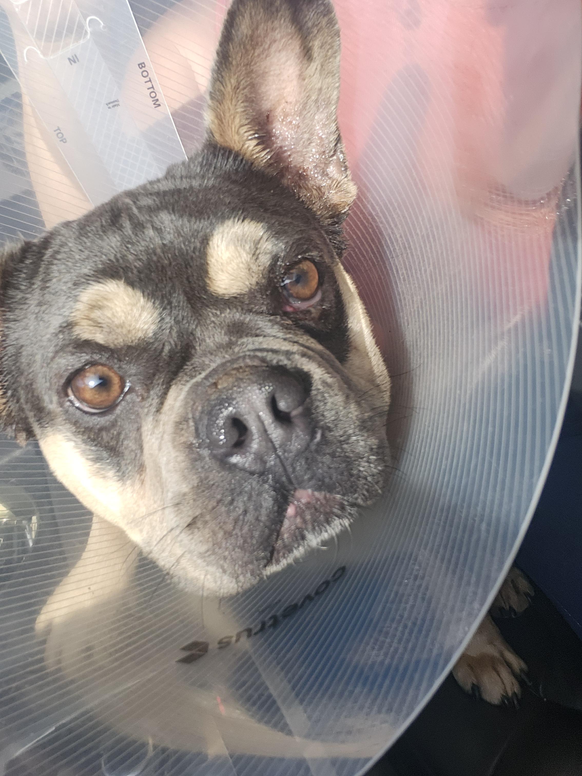 Enlarge Baby, a Adoptable French Bulldog in Torrance, CA image 1/3