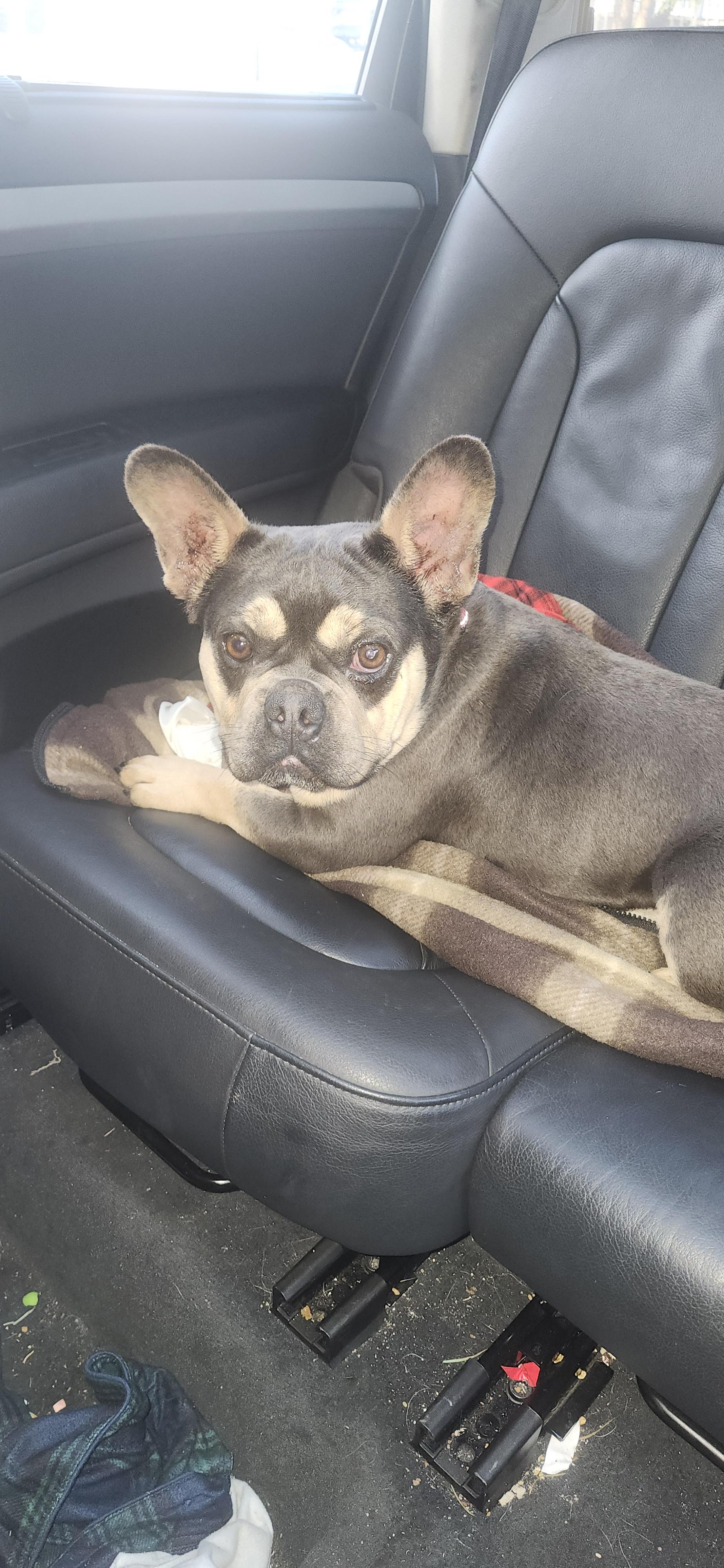 Enlarge Baby, a Adoptable French Bulldog in Torrance, CA image 2/3