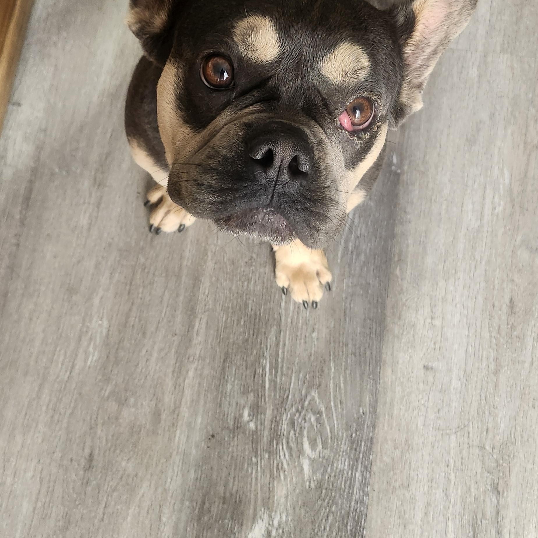 Baby, a Adoptable French Bulldog image 1/3