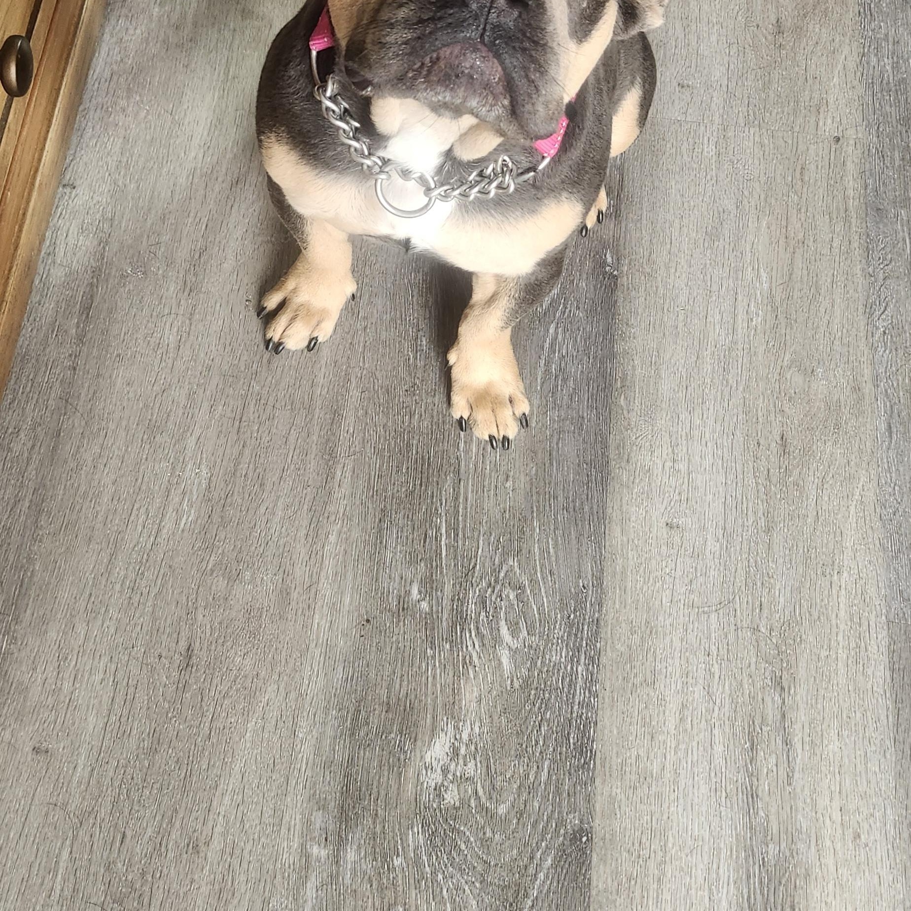 Baby, a Adoptable French Bulldog image 2/3