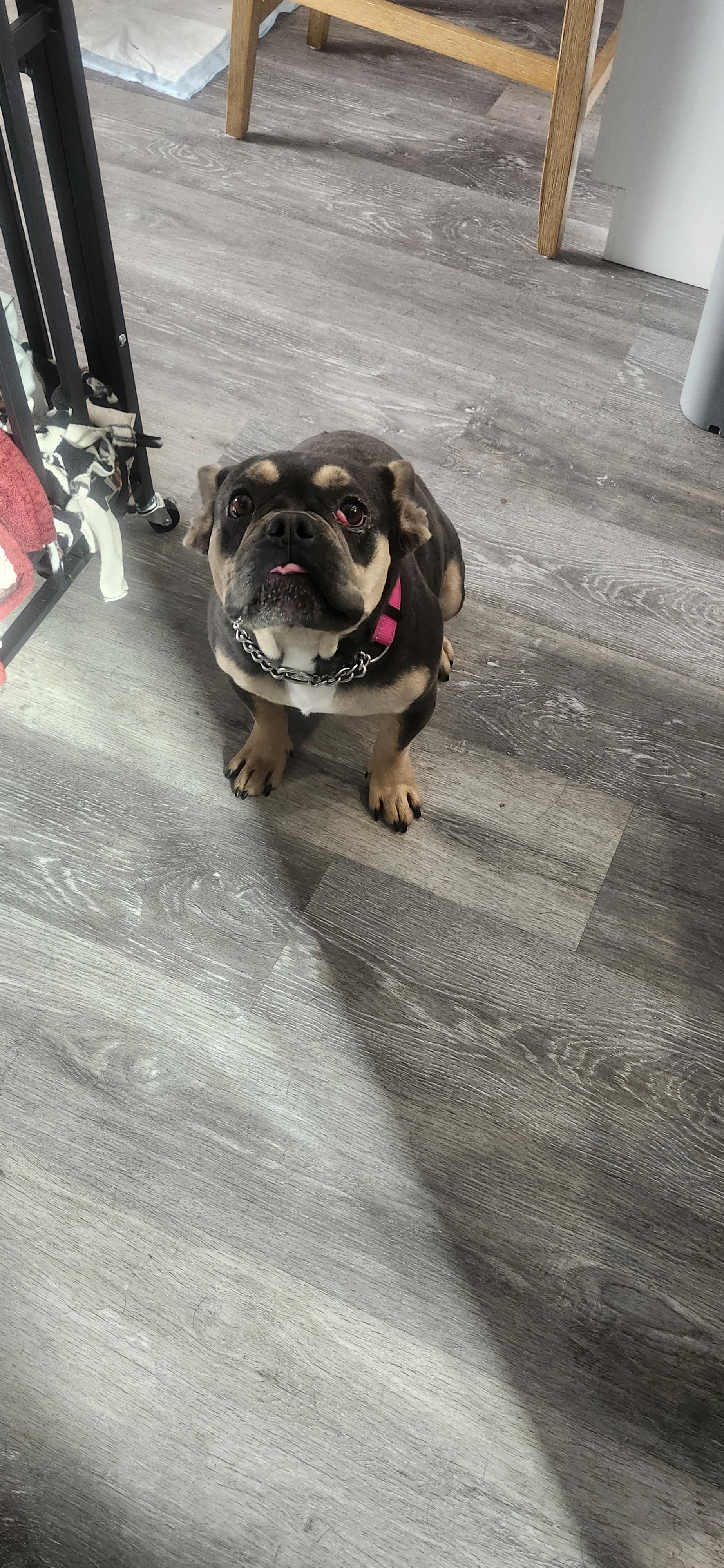 Baby, a Adoptable French Bulldog image 3/3