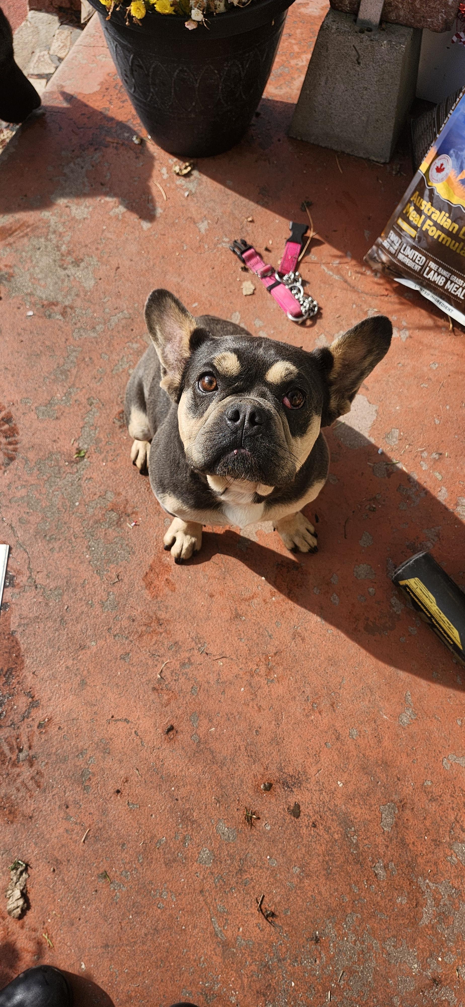 Enlarge Baby, a Adoptable French Bulldog in Torrance, CA image 3/3