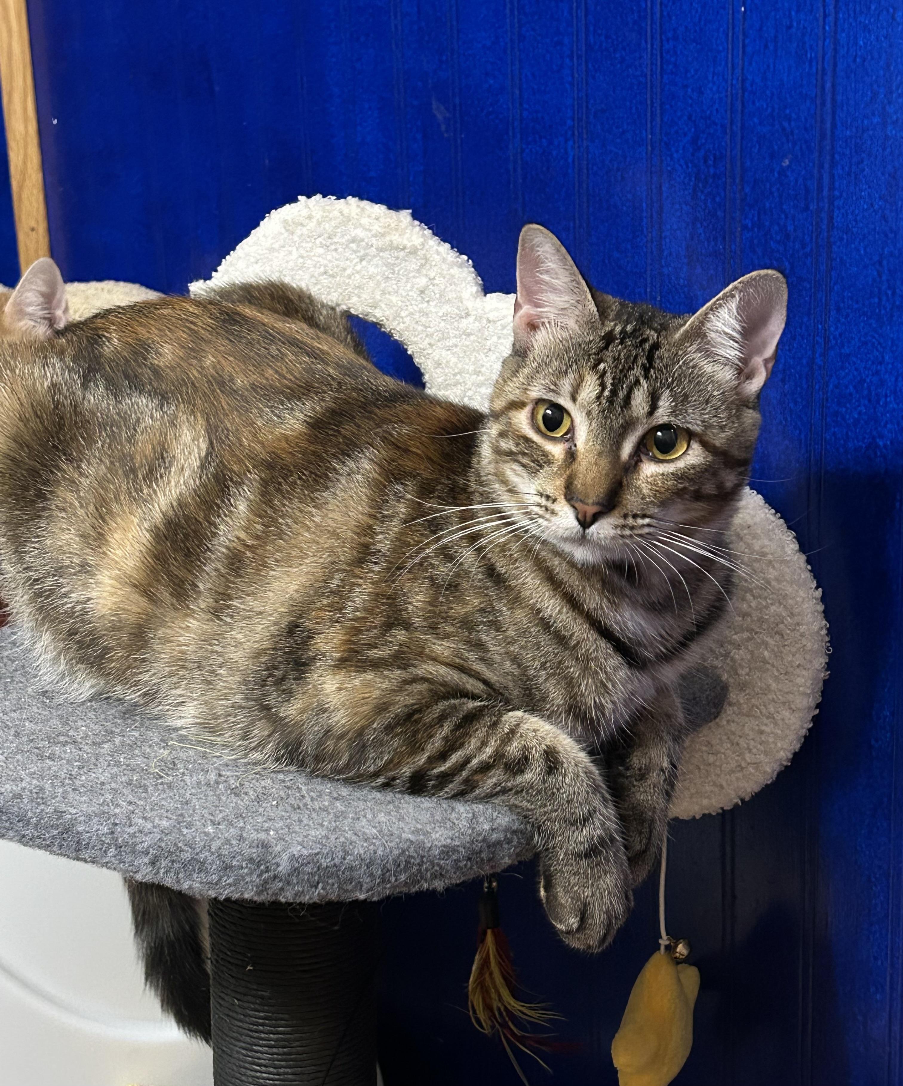 Hazel Grace, Young Female Tabby