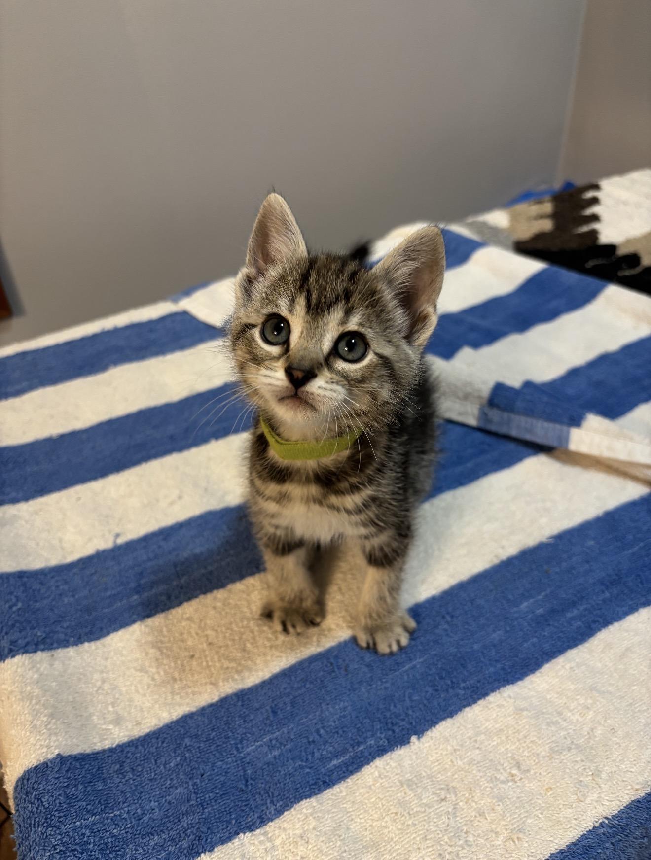 Crux, a ADOPTABLE Tiger in Grand Haven, MI image 2/3