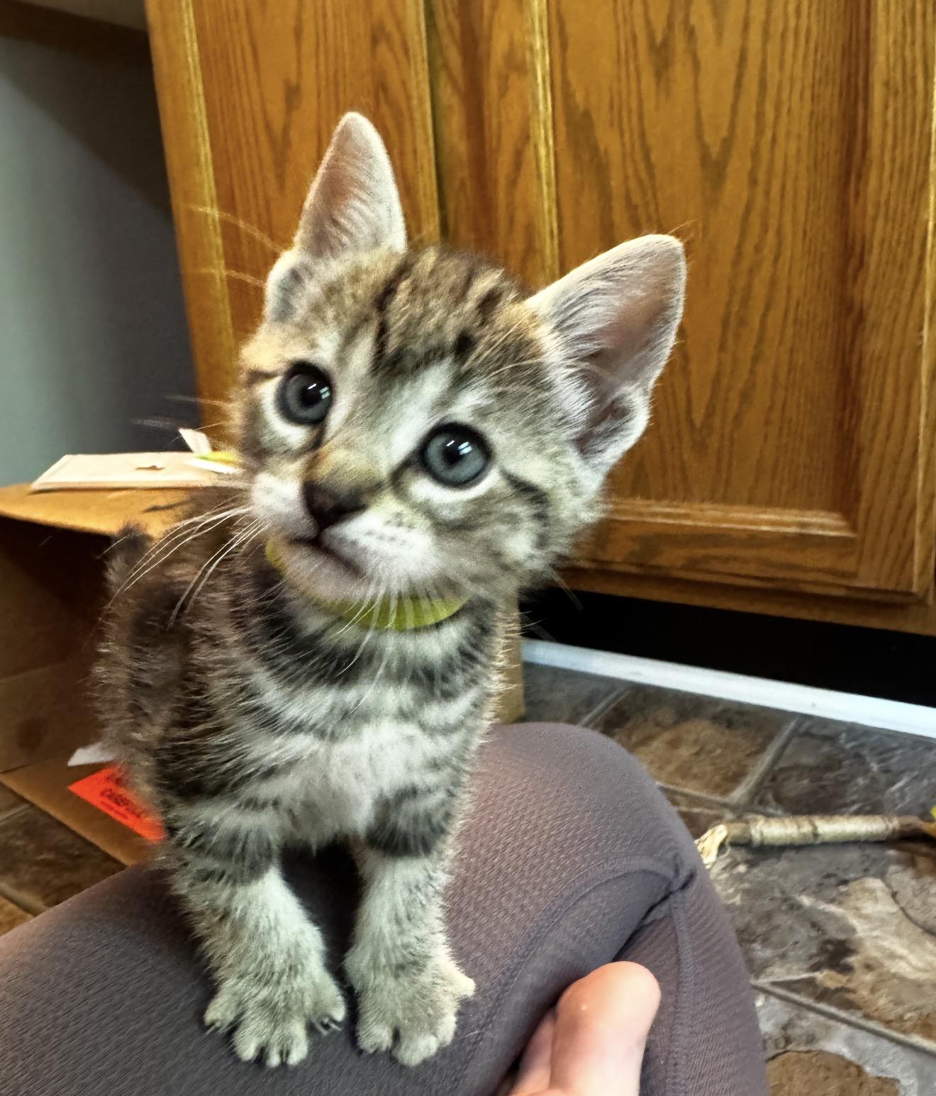 Crux, a ADOPTABLE Tiger in Grand Haven, MI image 1/3