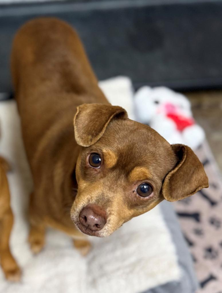 Enlarge Canelo / Chocolate, a Adoptable mixed breed in Richland Hills, TX image 2/2