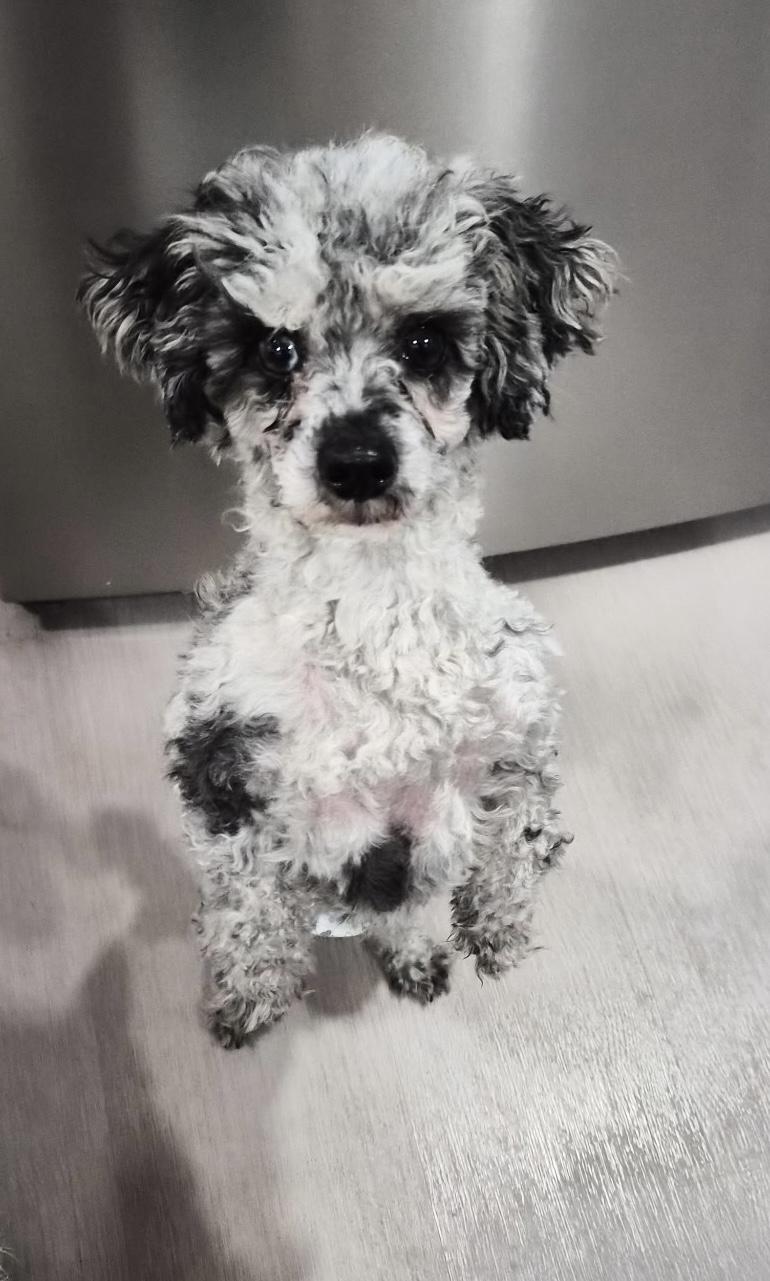 David, Adoptable, Adult Male Poodle (Toy).