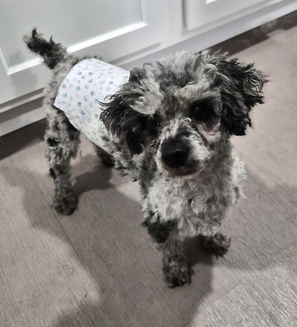 David, a Adoptable Poodle (Toy) in Zanesville, OH image 2/5