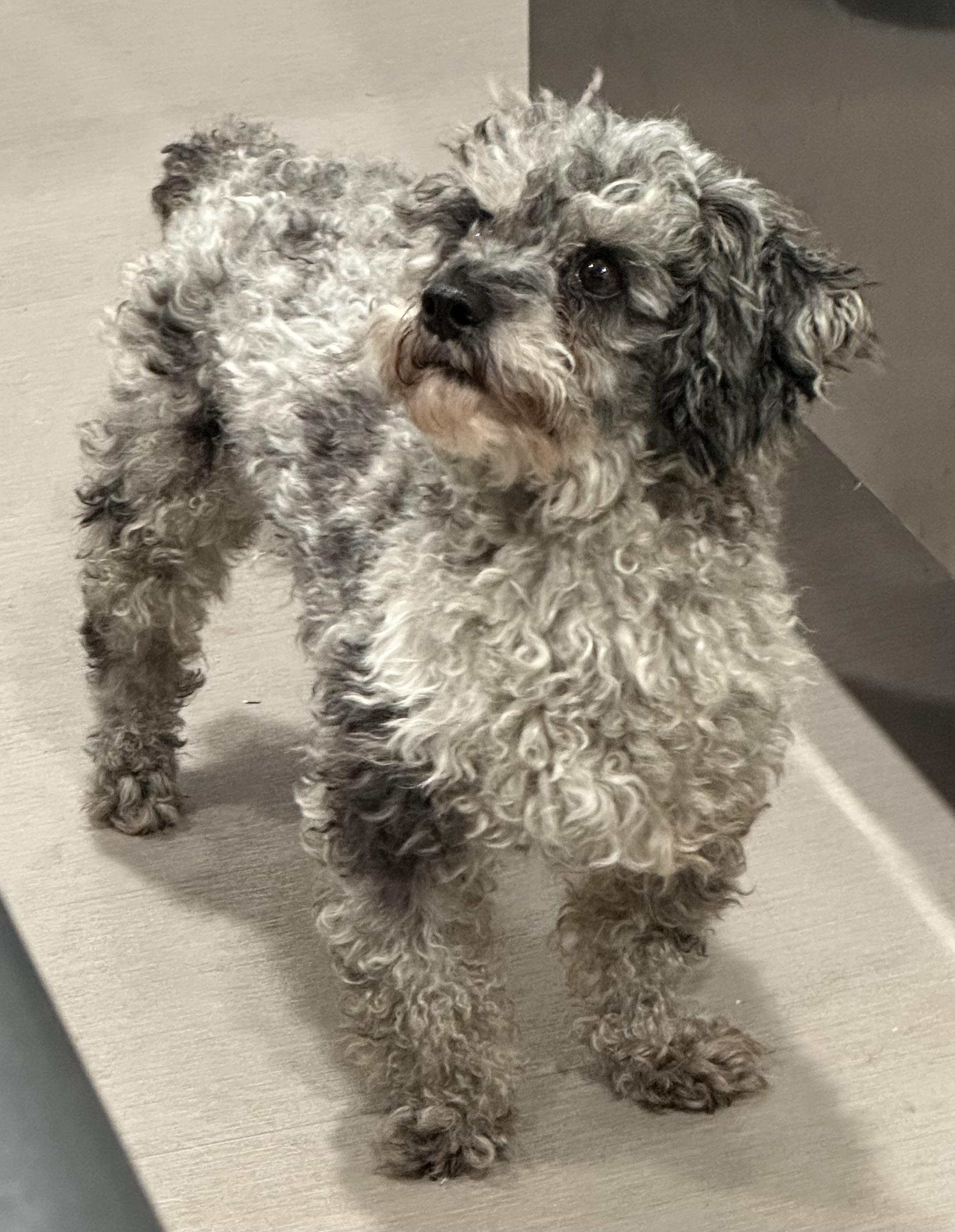 David, a Adoptable Poodle (Toy) in Zanesville, OH image 3/5