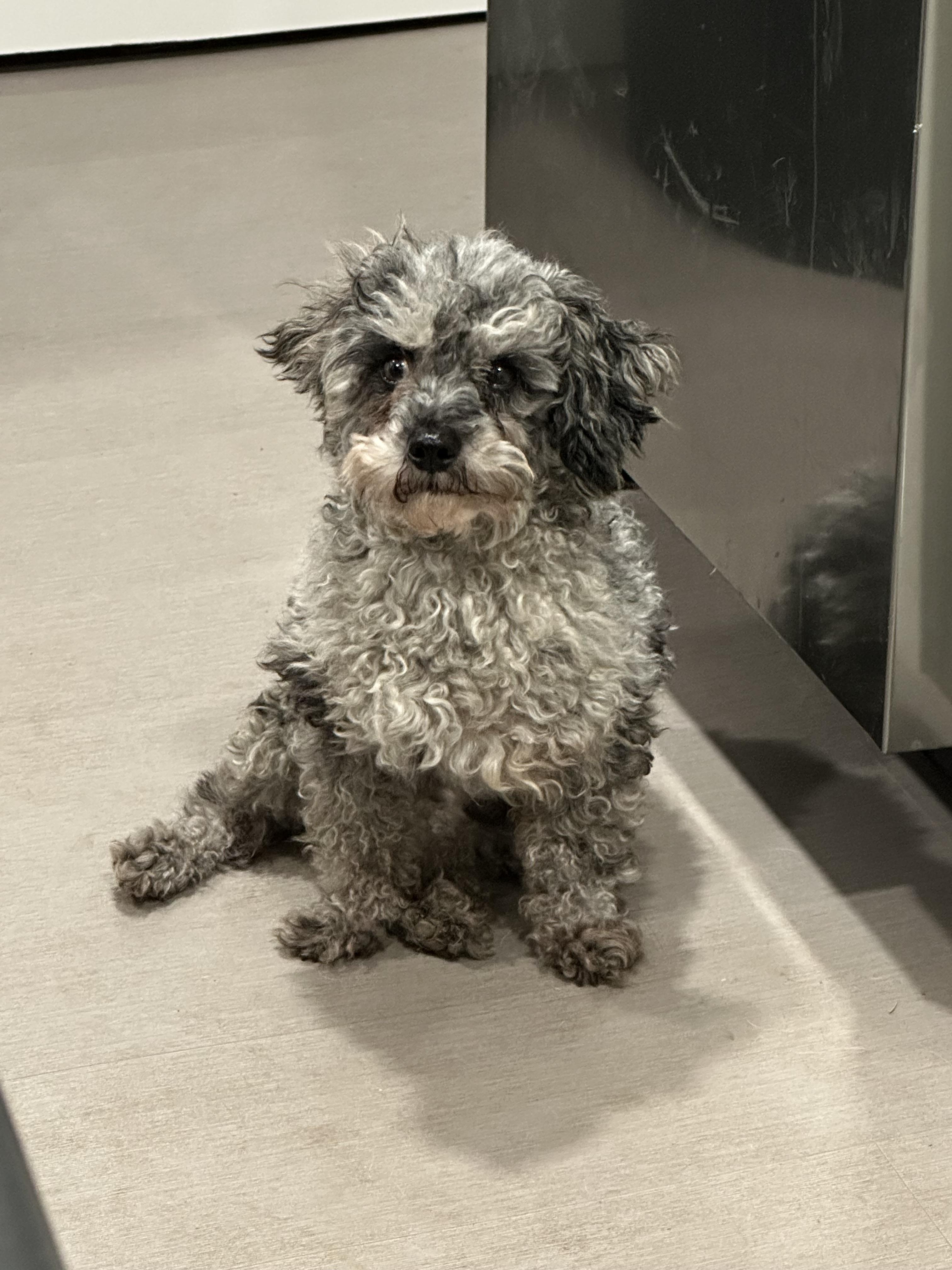 David, a Adoptable Poodle (Toy) in Zanesville, OH image 4/5