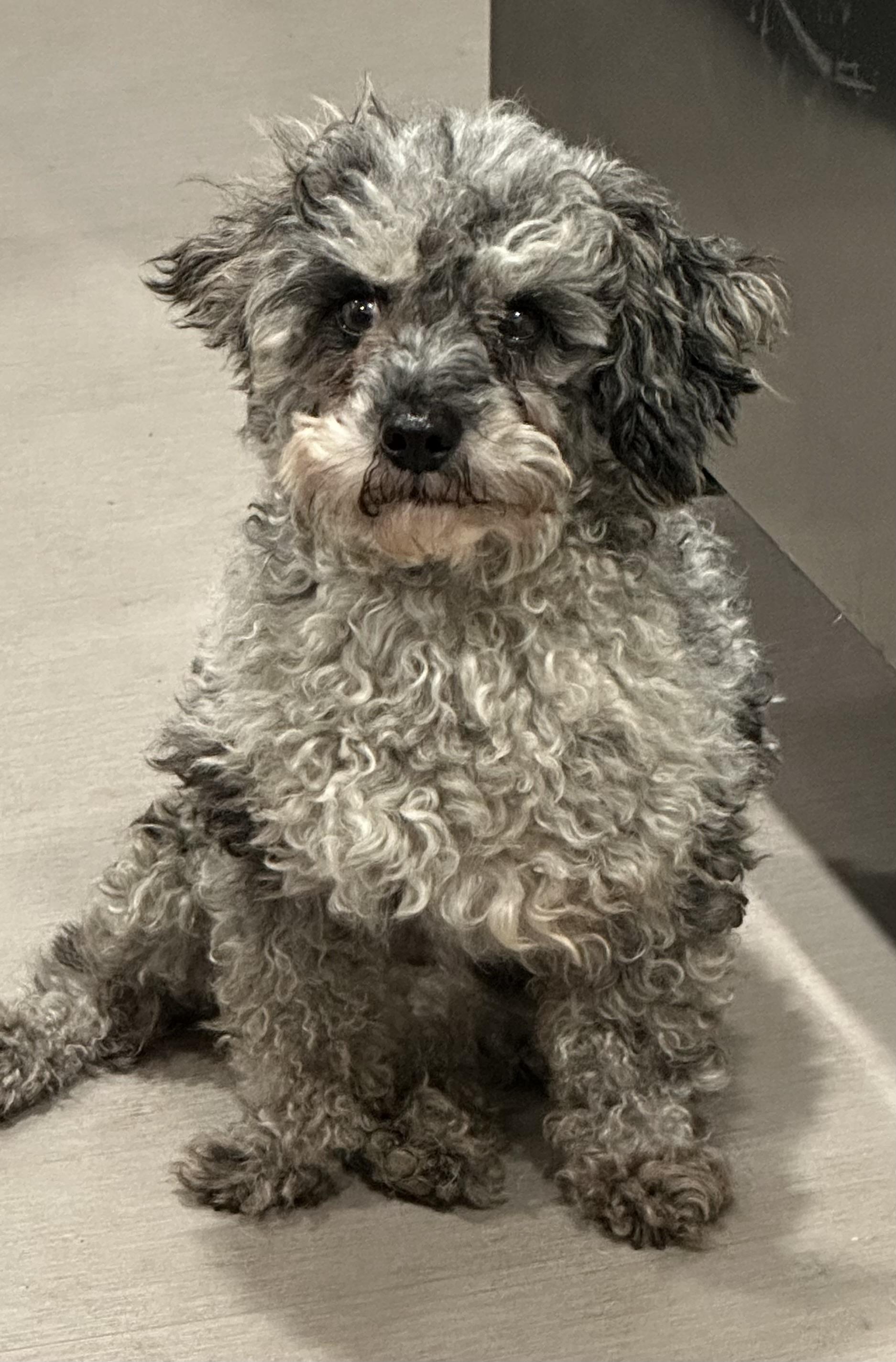 David, a Adoptable Poodle (Toy) in Zanesville, OH image 5/5