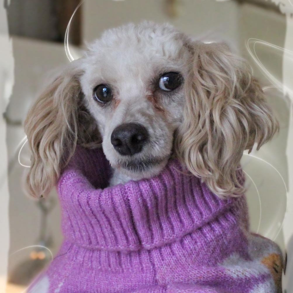 Petunia, ADOPTABLE, Adult Female Miniature Poodle.