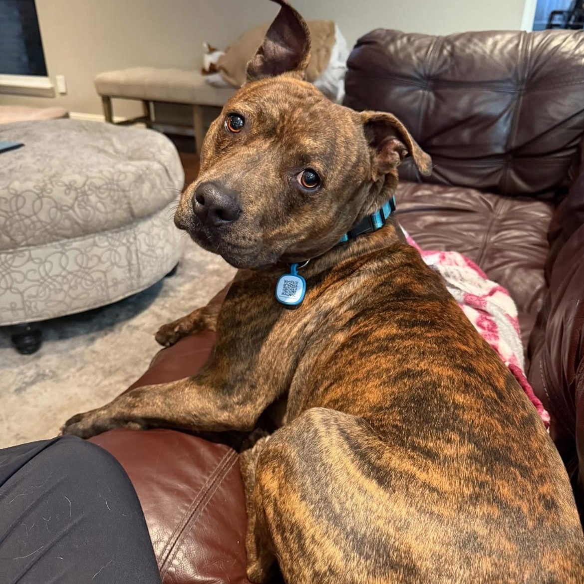 Troy, a Adoptable Pit Bull Terrier in Houston, TX image 2/3