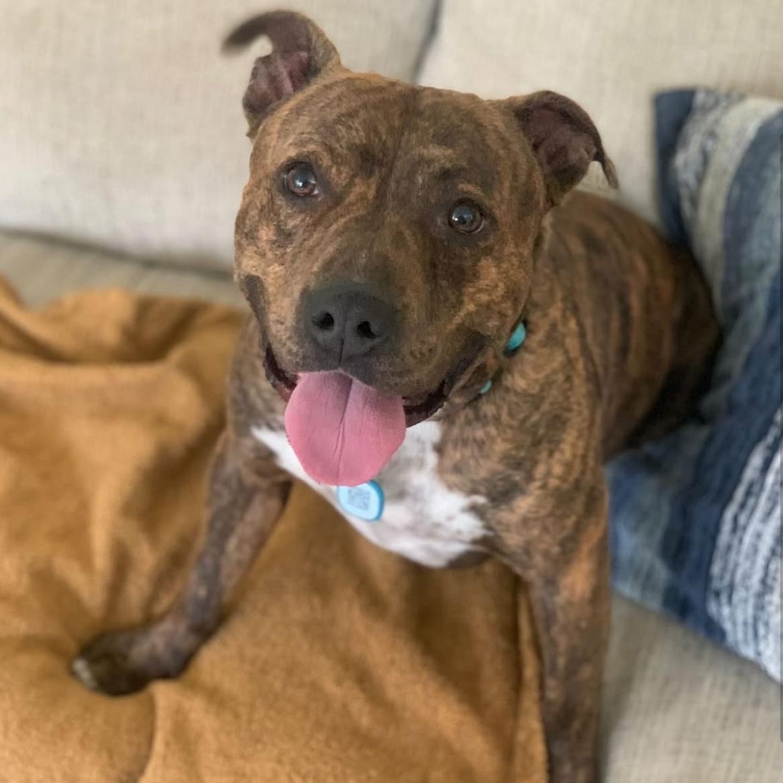 Troy, a Adoptable Pit Bull Terrier in Houston, TX image 3/3