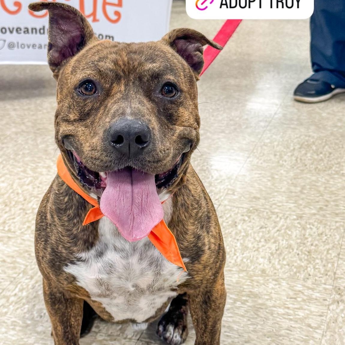 Troy, Adoptable, Young Male Pit Bull Terrier.