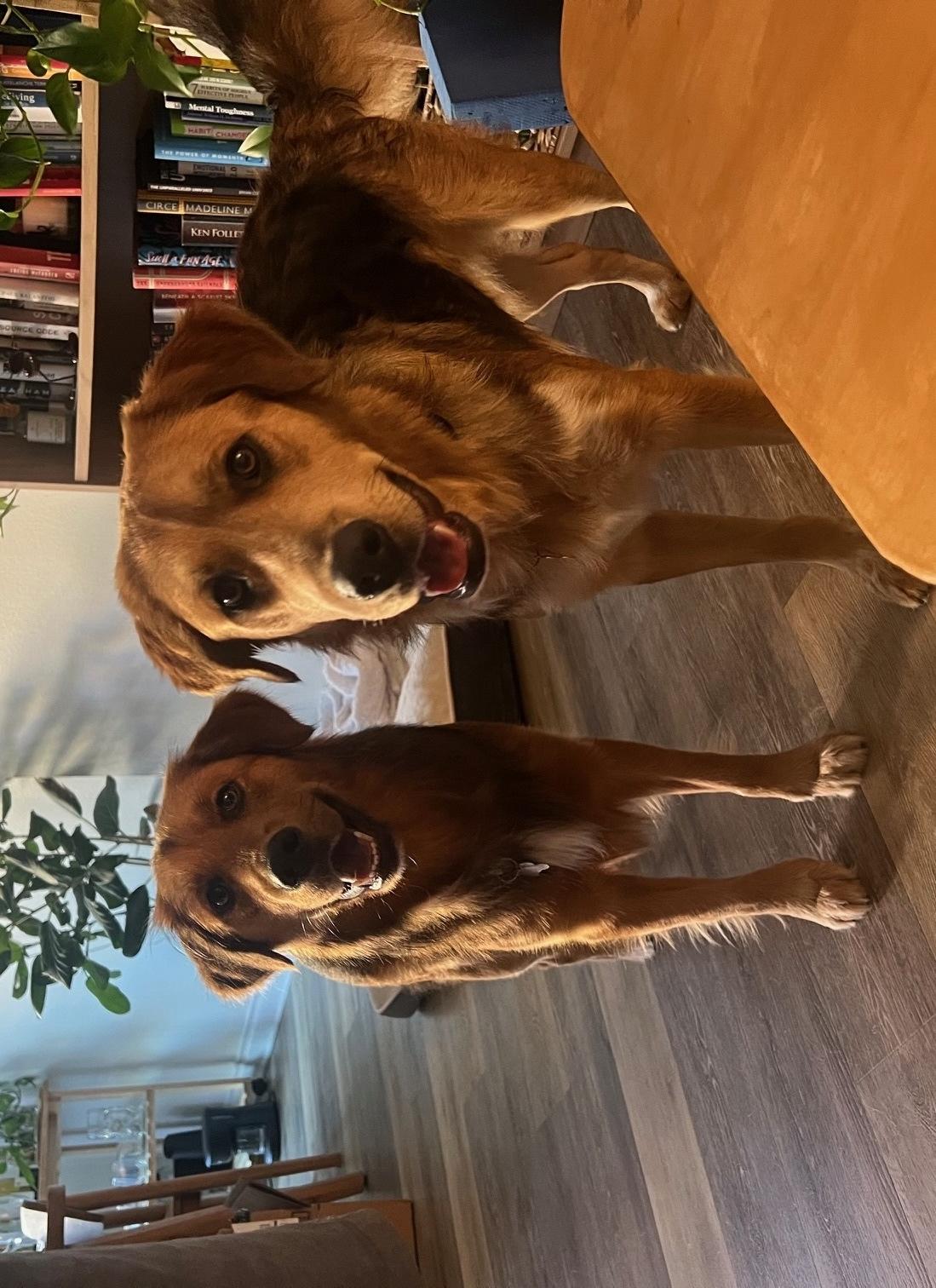 Max & McKinley, adopted, Young Male Golden Retriever & Shepherd.