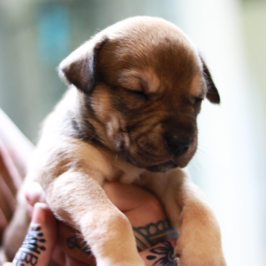 CT Babe, a Adoptable mixed breed in Stormville, NY image 1/6
