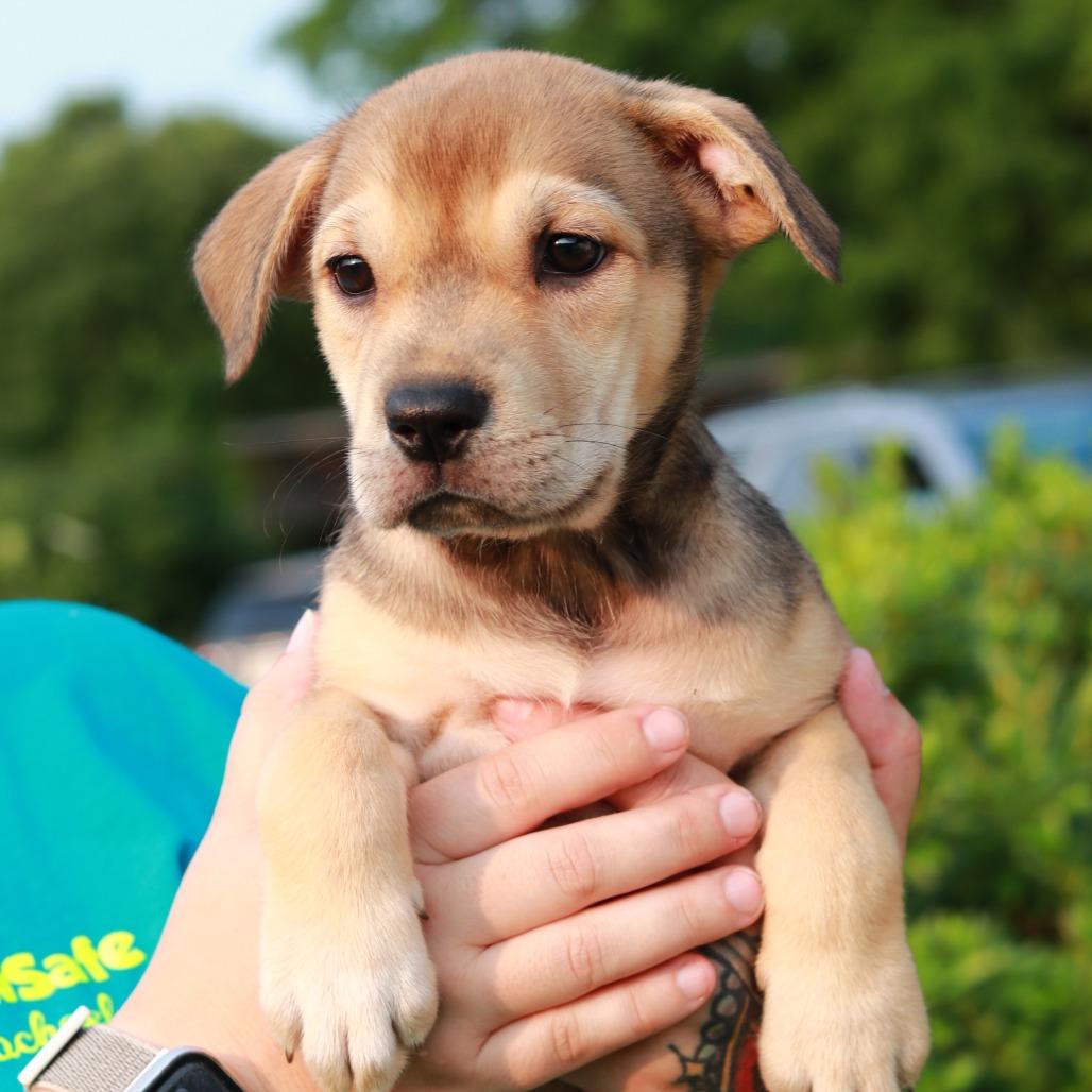 CT Babe, a Adoptable mixed breed in Stormville, NY image 3/6
