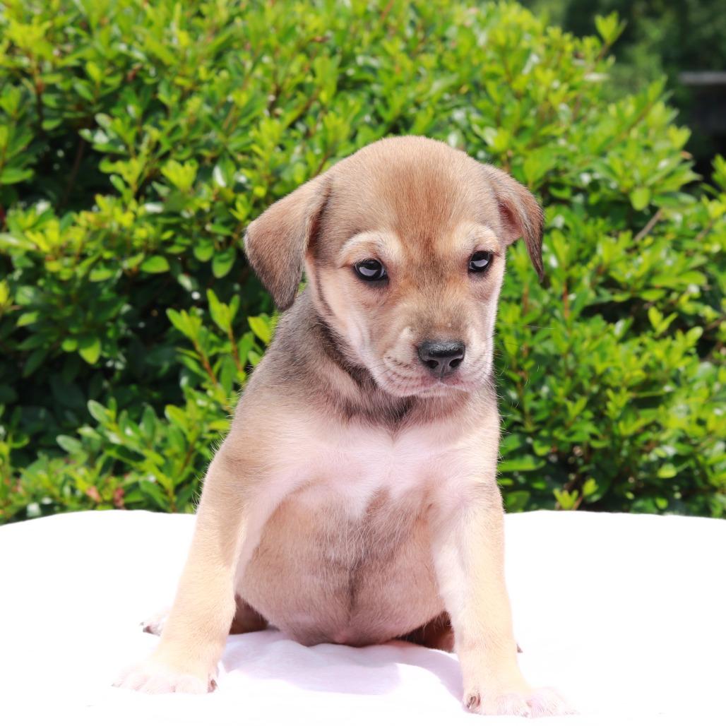 CT Babe, a Adoptable mixed breed in Stormville, NY image 4/6