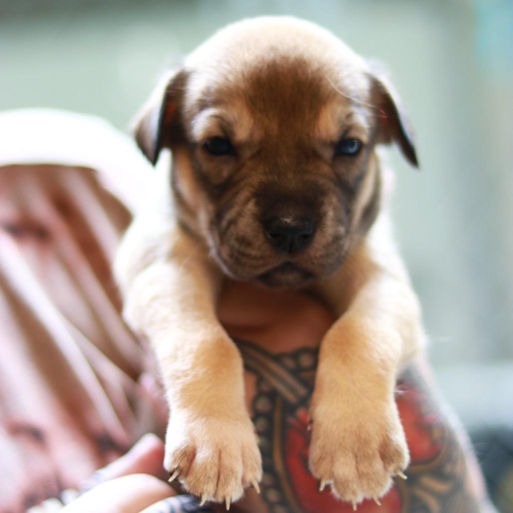 CT Babe, a Adoptable mixed breed in Stormville, NY image 5/6