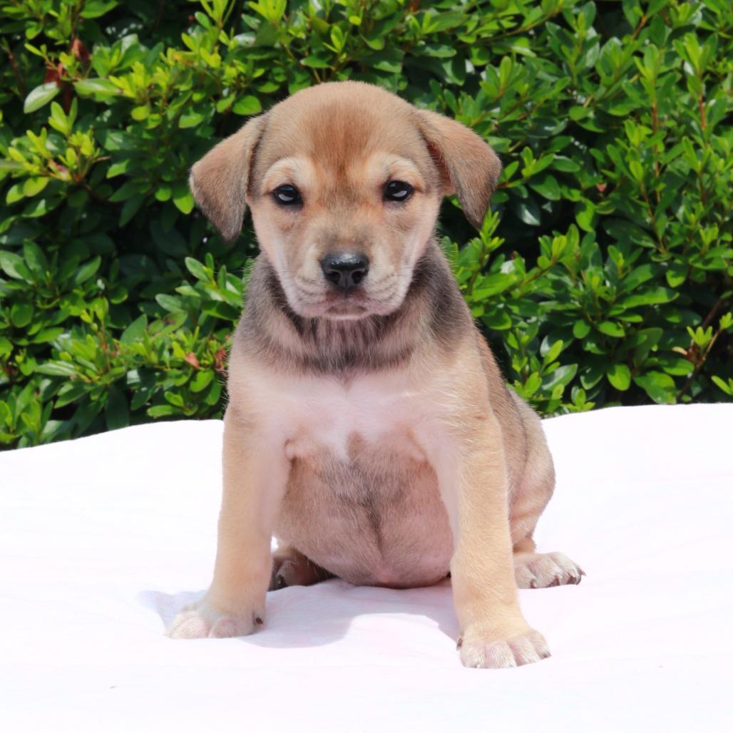 CT Babe, a Adoptable mixed breed in Stormville, NY image 6/6