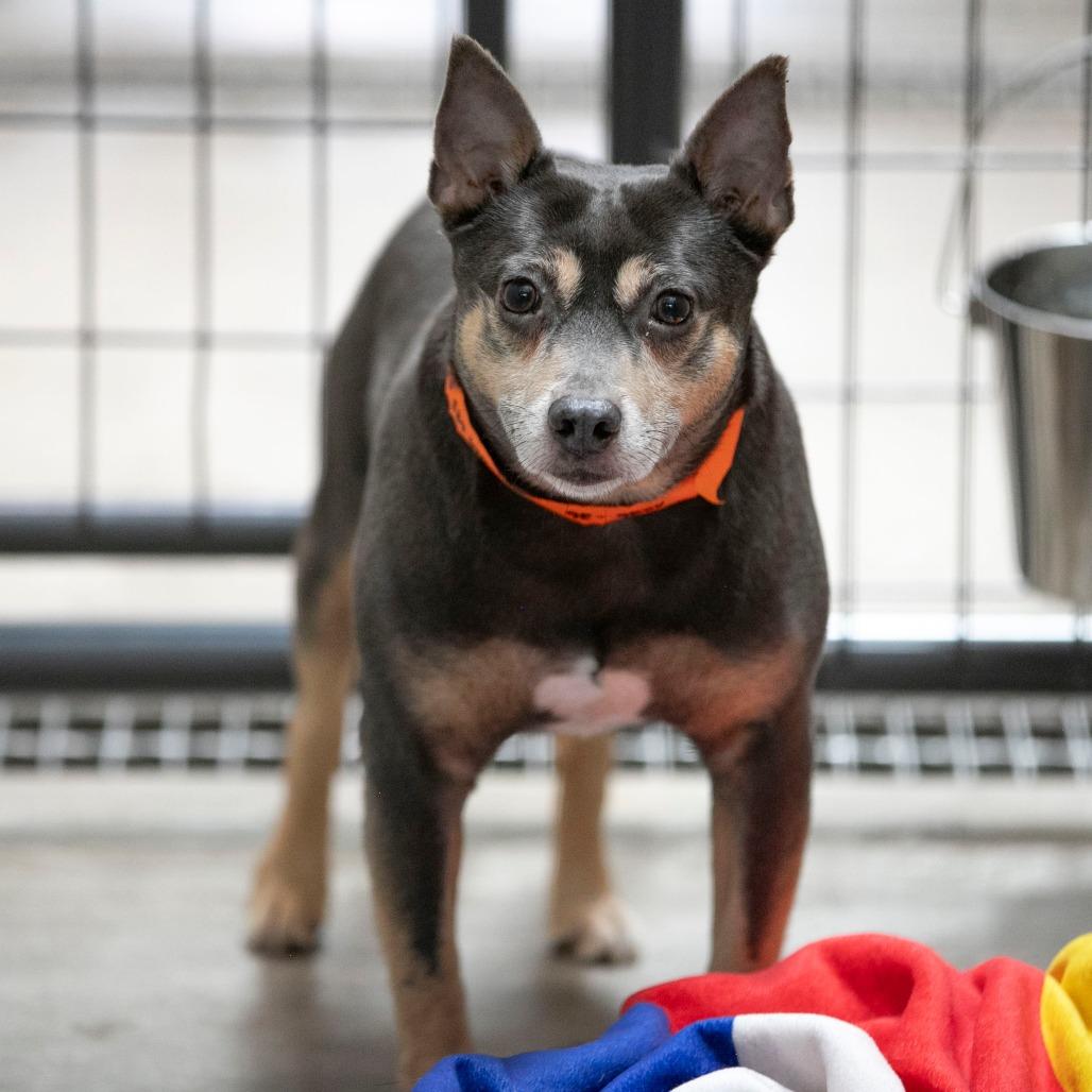 Twotwo (AG26-26), Adoptable, Senior Male Rat Terrier.