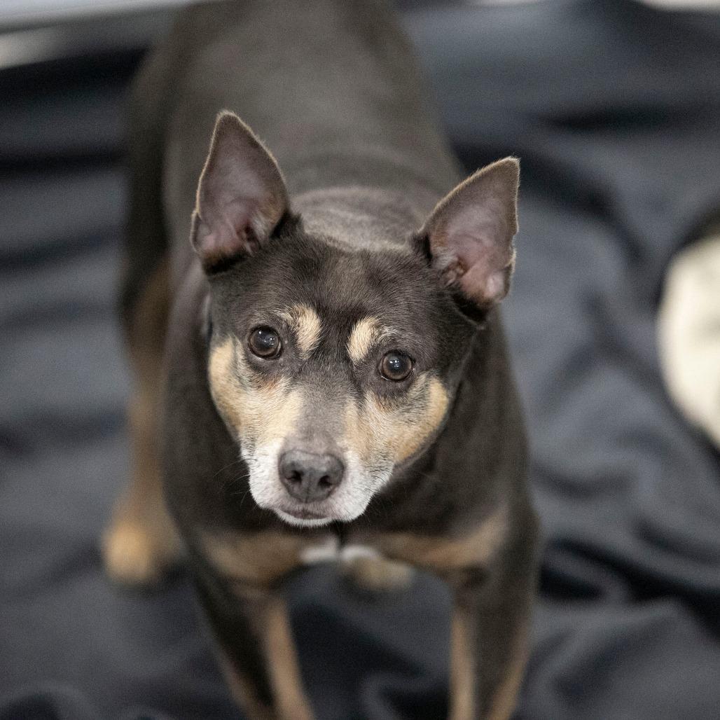Enlarge Twotwo (AG26-26), a Adoptable Rat Terrier in Peyton, CO image 2/6