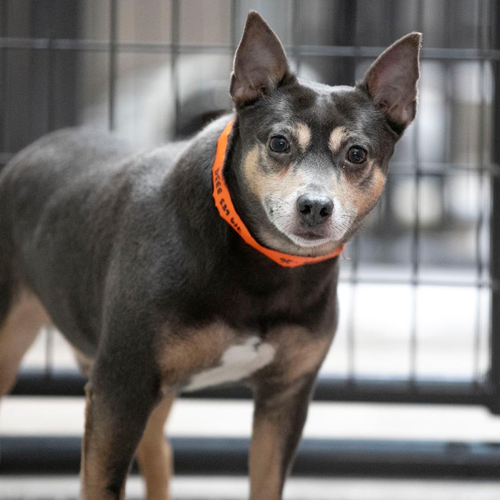Enlarge Twotwo (AG26-26), a Adoptable Rat Terrier in Peyton, CO image 3/6