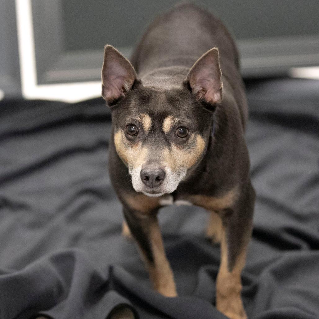 Enlarge Twotwo (AG26-26), a Adoptable Rat Terrier in Peyton, CO image 4/6