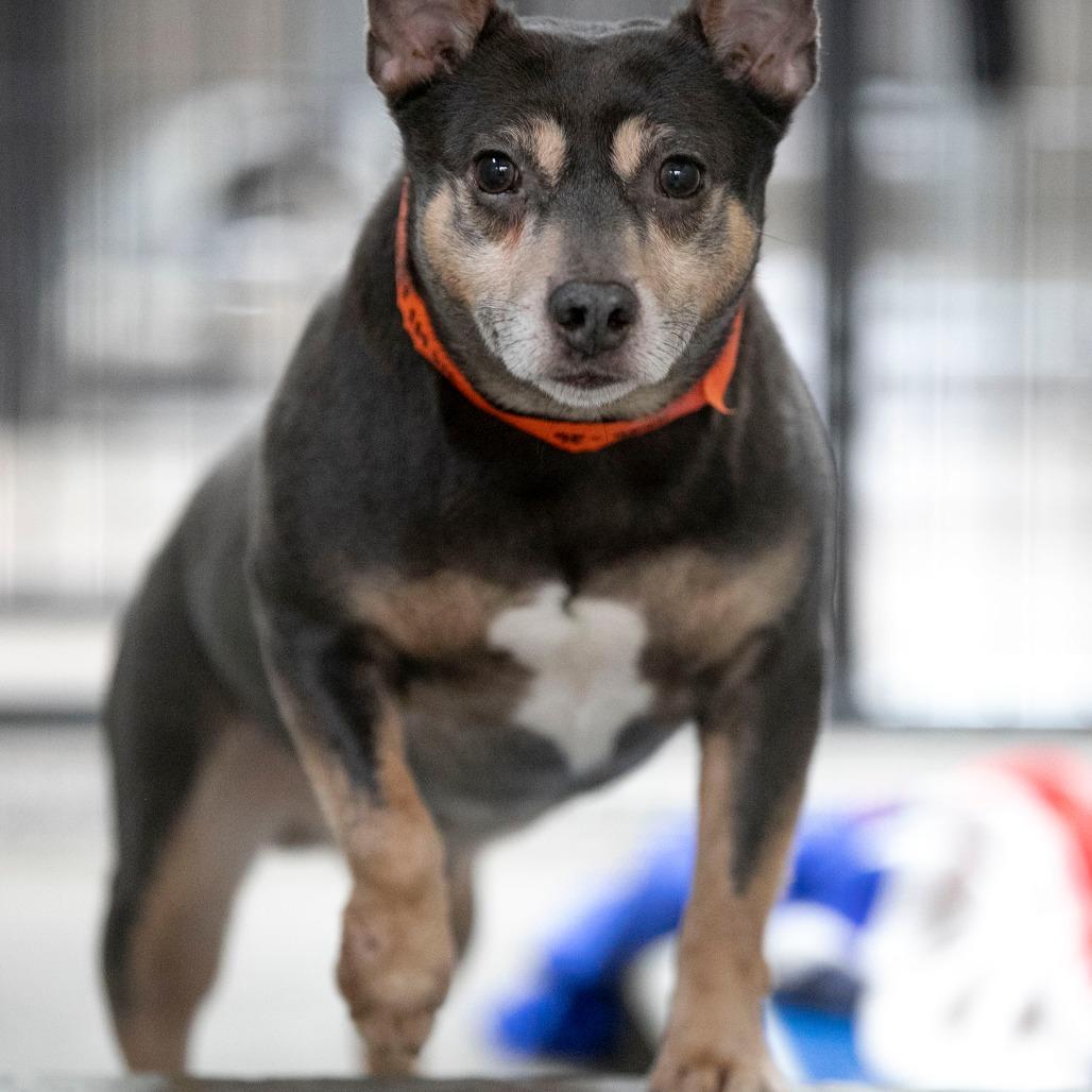Enlarge Twotwo (AG26-26), a Adoptable Rat Terrier in Peyton, CO image 5/6