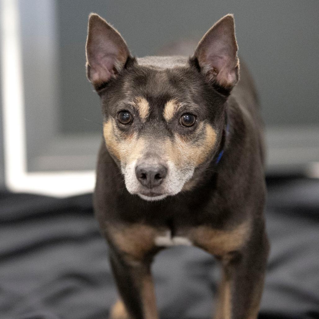 Enlarge Twotwo (AG26-26), a Adoptable Rat Terrier in Peyton, CO image 6/6