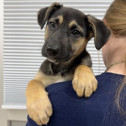 Sinclair, Adoptable, Puppy Female Shepherd & Mixed Breed.