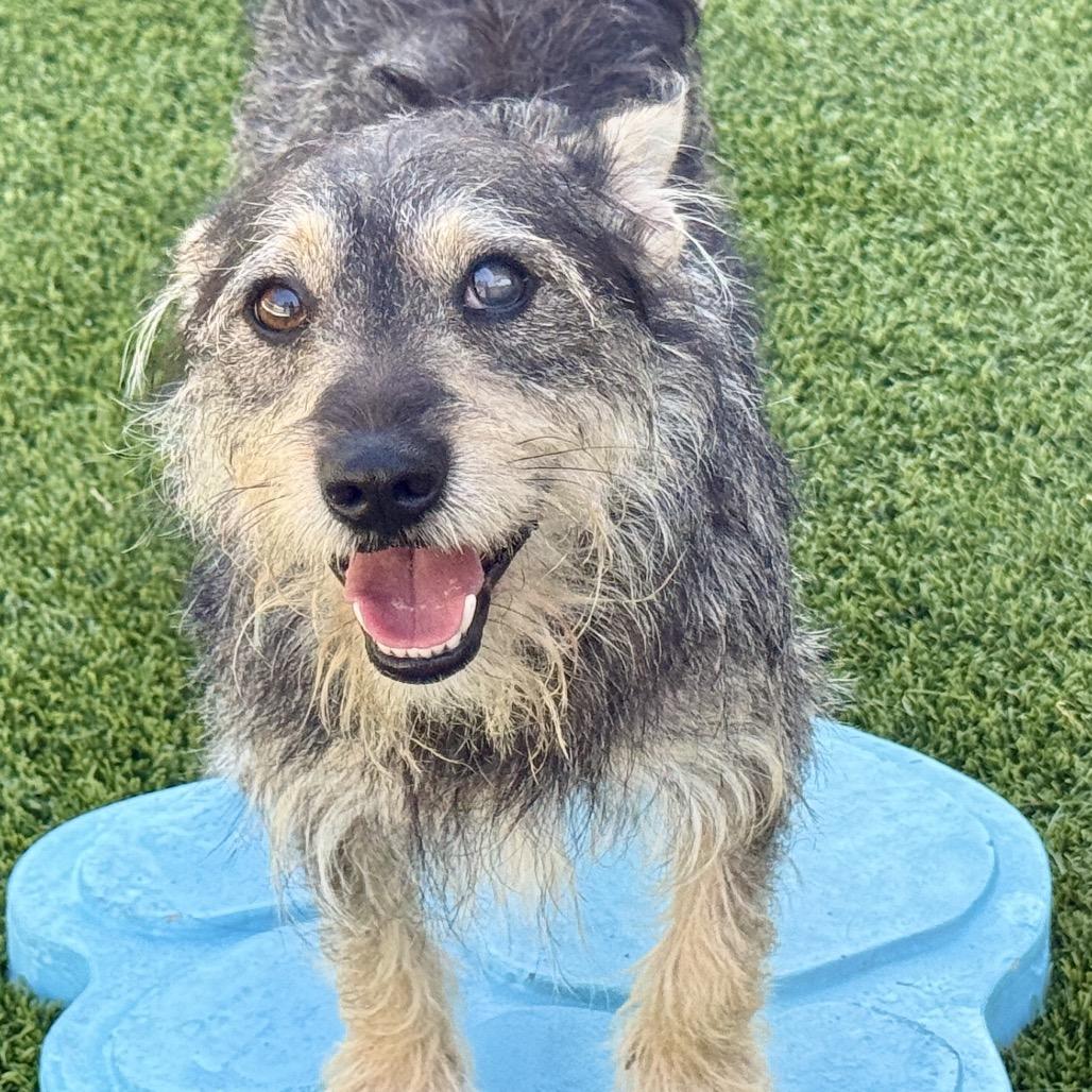 Theo, Adoptable, Adult Male Schnauzer.