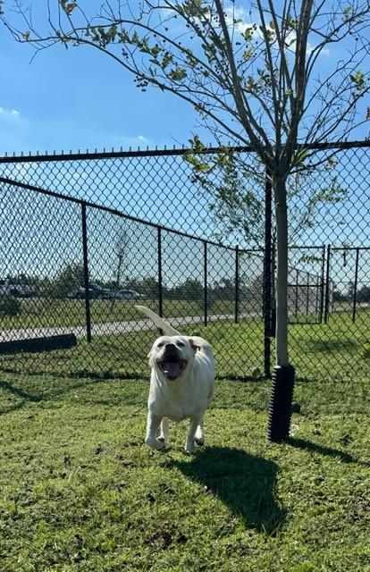 Enlarge MA'AM, a Adoptable American Bulldog in Lynn Haven, FL image 3/6