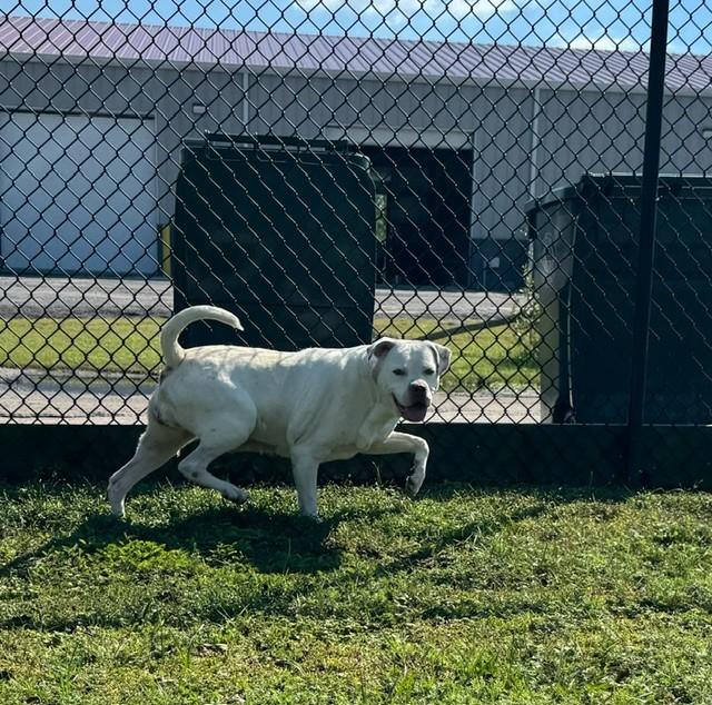 Enlarge MA'AM, a Adoptable American Bulldog in Lynn Haven, FL image 2/6