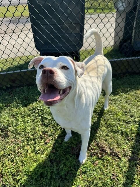 MA'AM, Adoptable, Adult Female American Bulldog.
