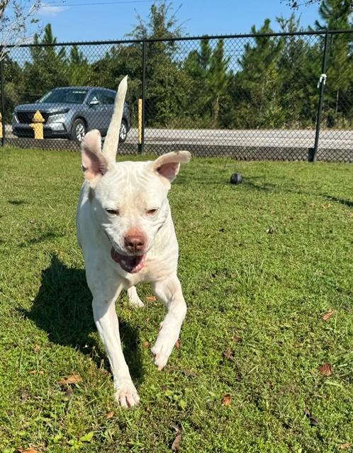 Enlarge MA'AM, a Adoptable American Bulldog in Lynn Haven, FL image 4/6