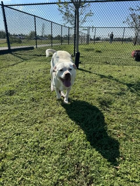 Enlarge MA'AM, a Adoptable American Bulldog in Lynn Haven, FL image 5/6