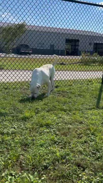 Enlarge MA'AM, a Adoptable American Bulldog in Lynn Haven, FL video 6/6