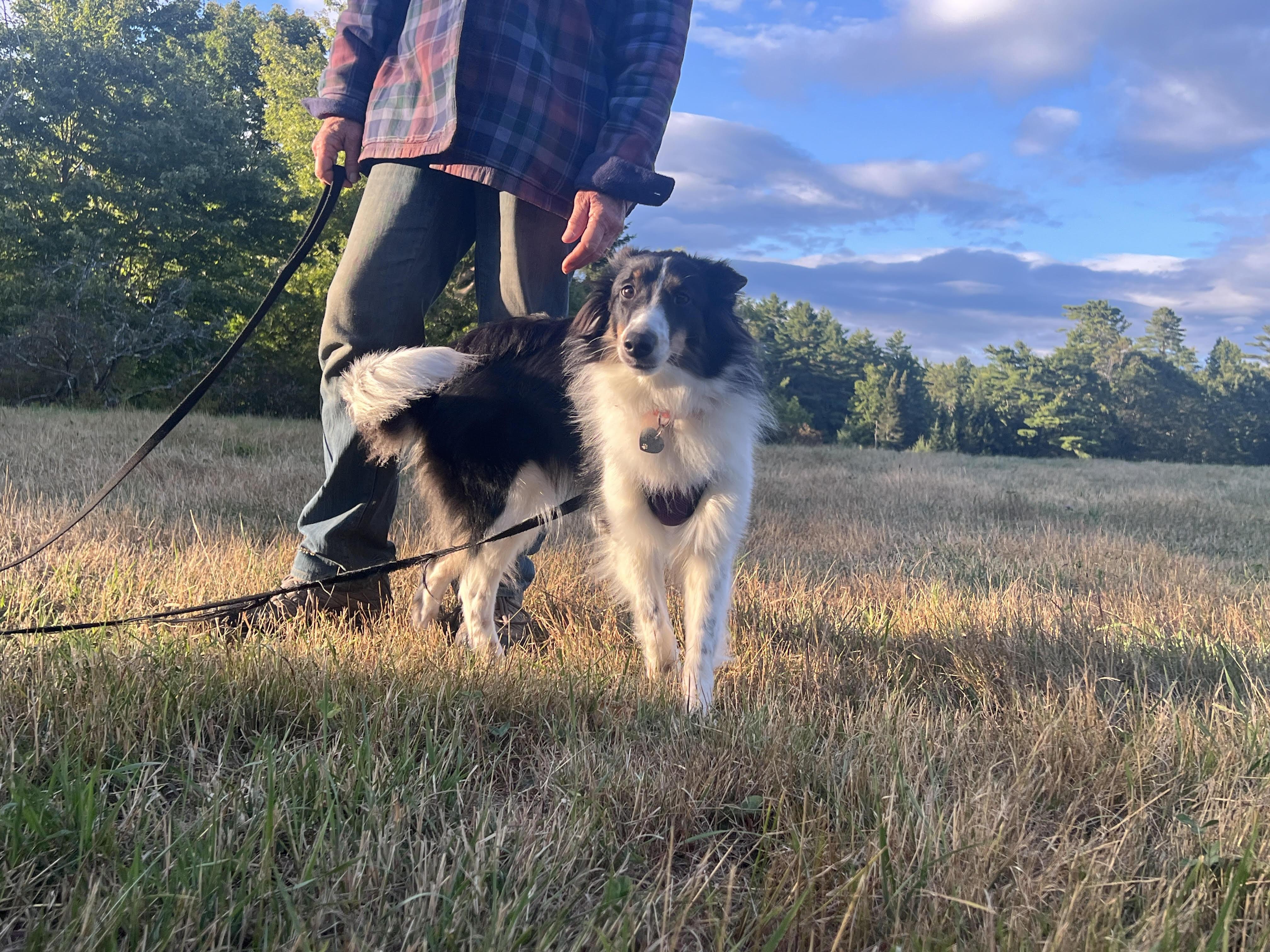 Addie, an adopted Shetland Sheepdog / Sheltie in Portland, ME image 1/4