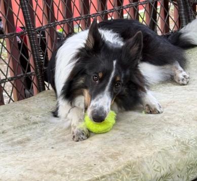 Addie, an adopted Shetland Sheepdog / Sheltie in Portland, ME image 2/4
