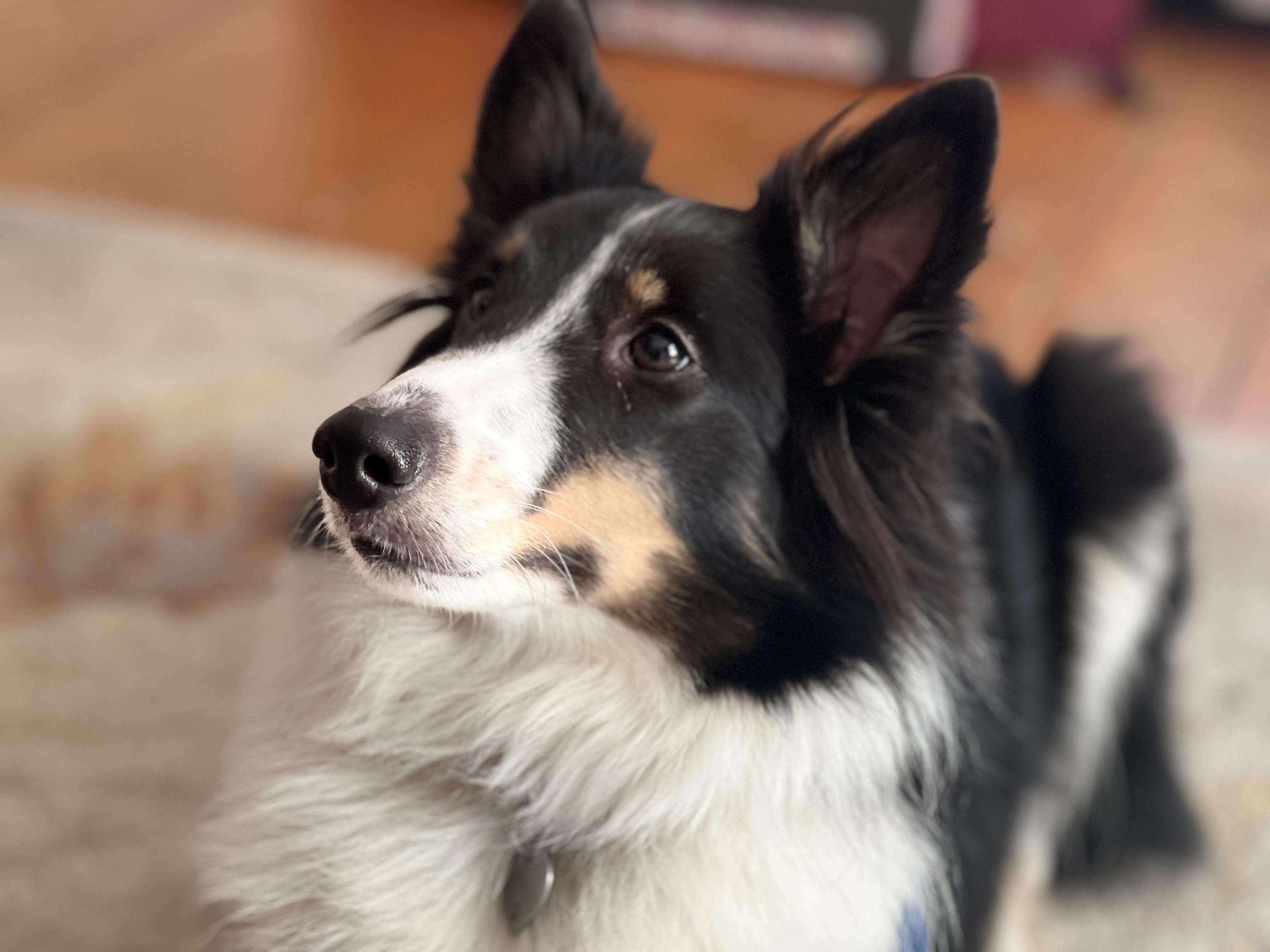 Addie, an adopted Shetland Sheepdog / Sheltie in Portland, ME image 3/4