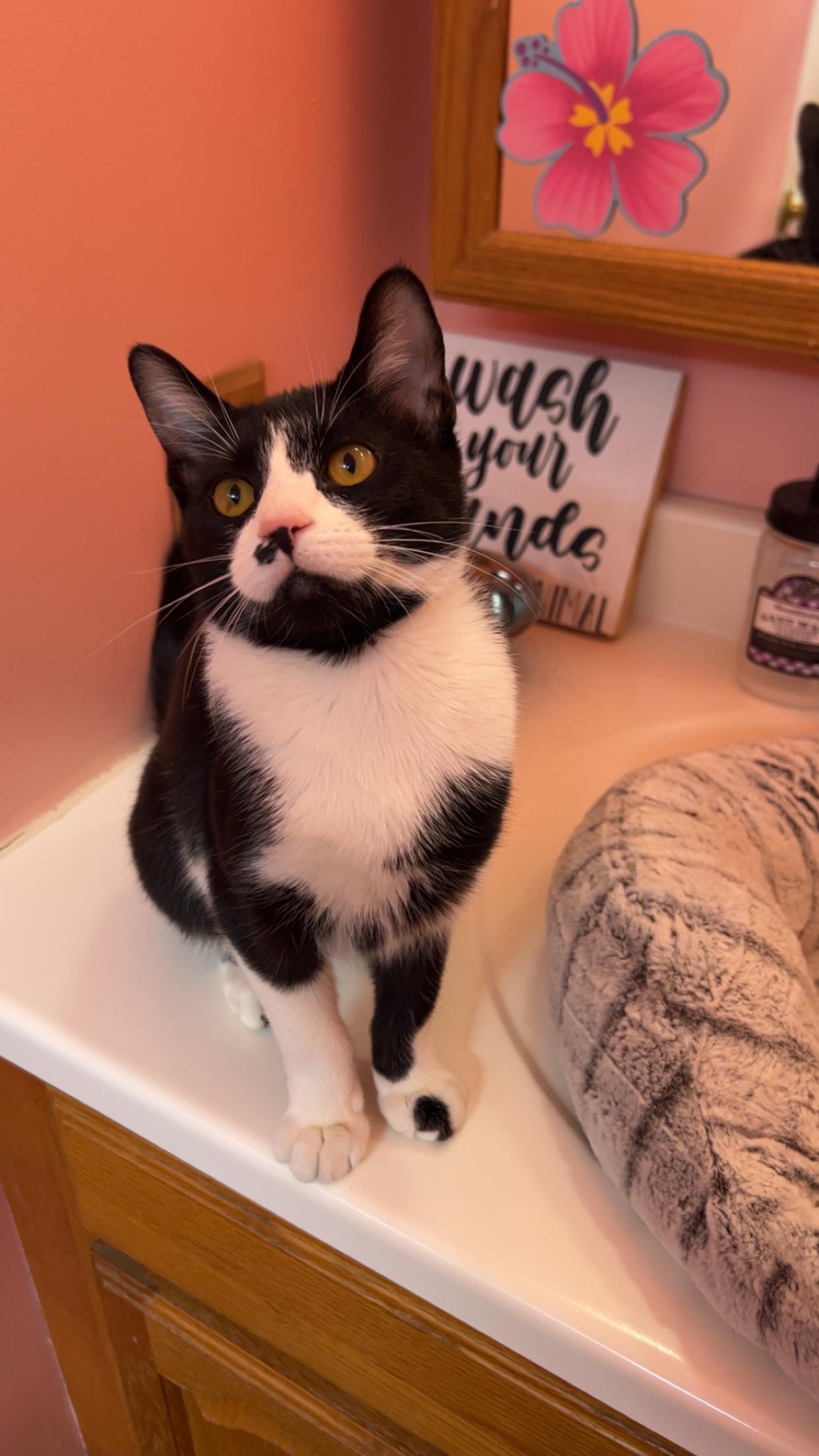 Dita, a Adoptable Domestic Short Hair in Reynoldsburg, OH image 4/5