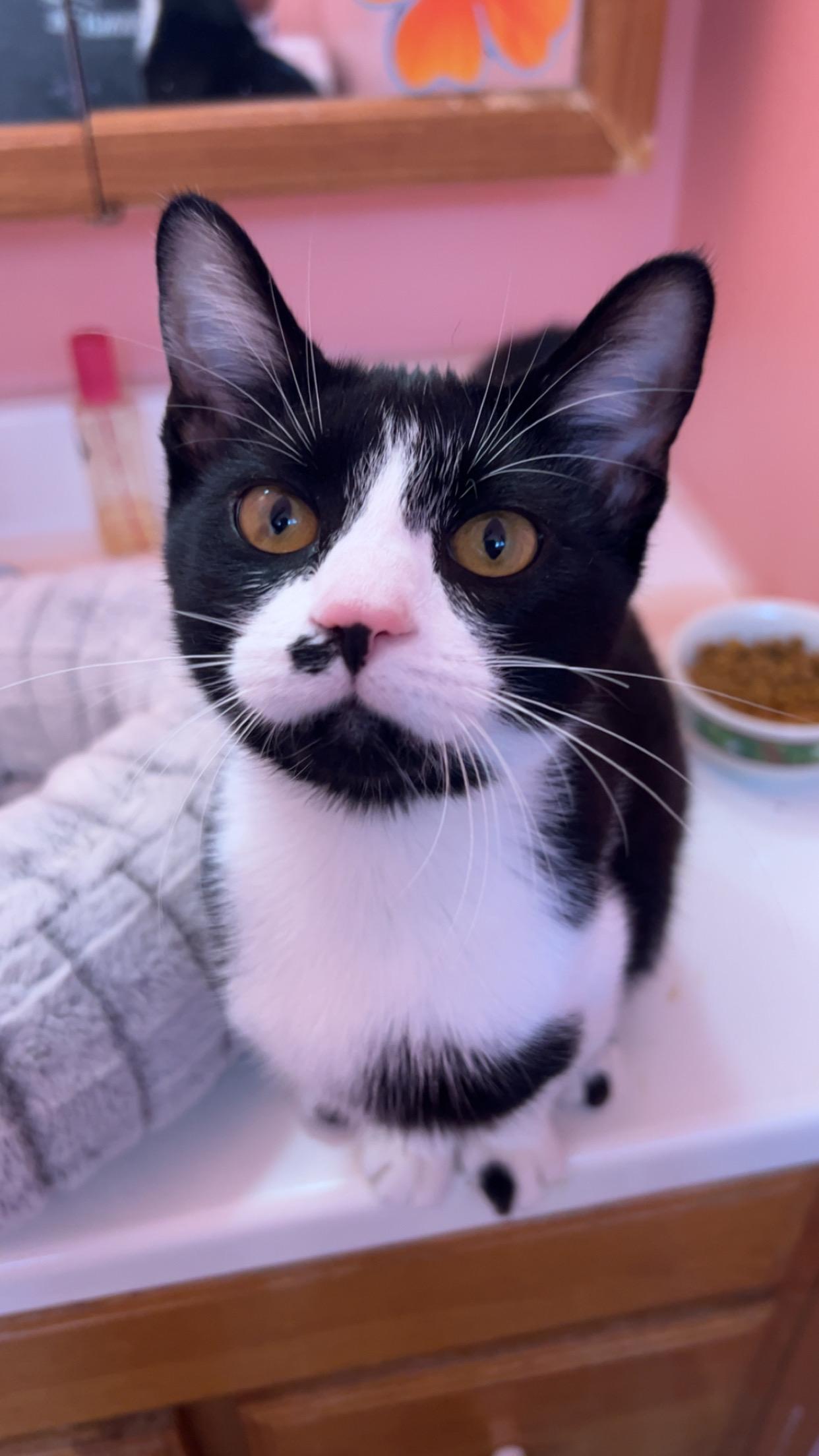 Dita, a Adoptable Domestic Short Hair in Reynoldsburg, OH image 3/5