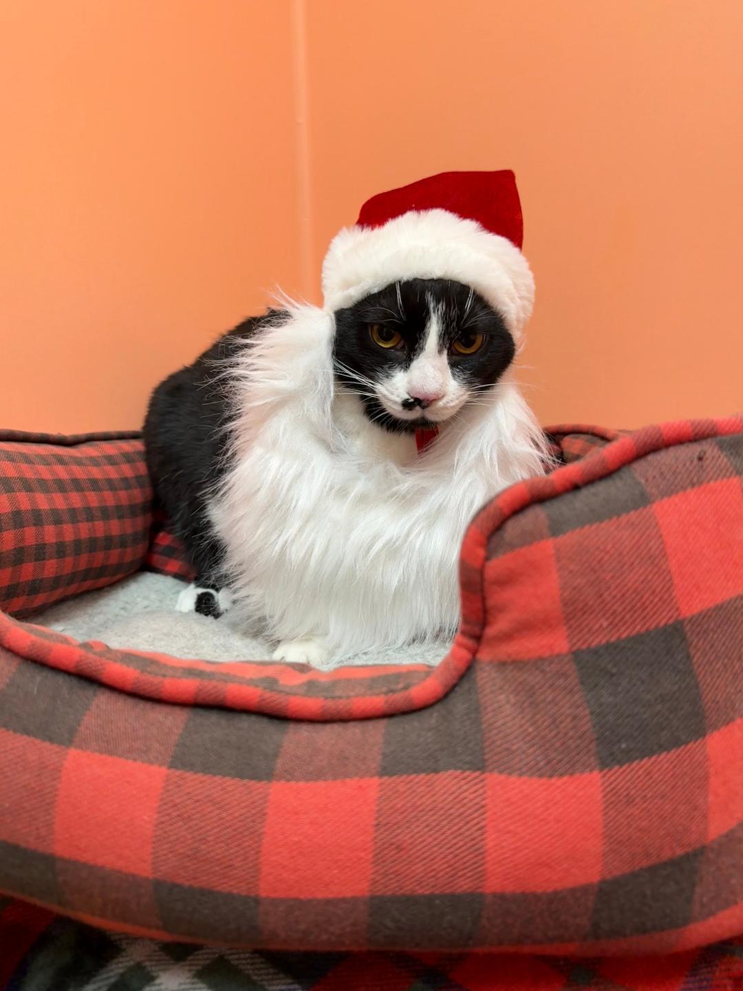 Dita, Adoptable, Kitten Female Domestic Short Hair.