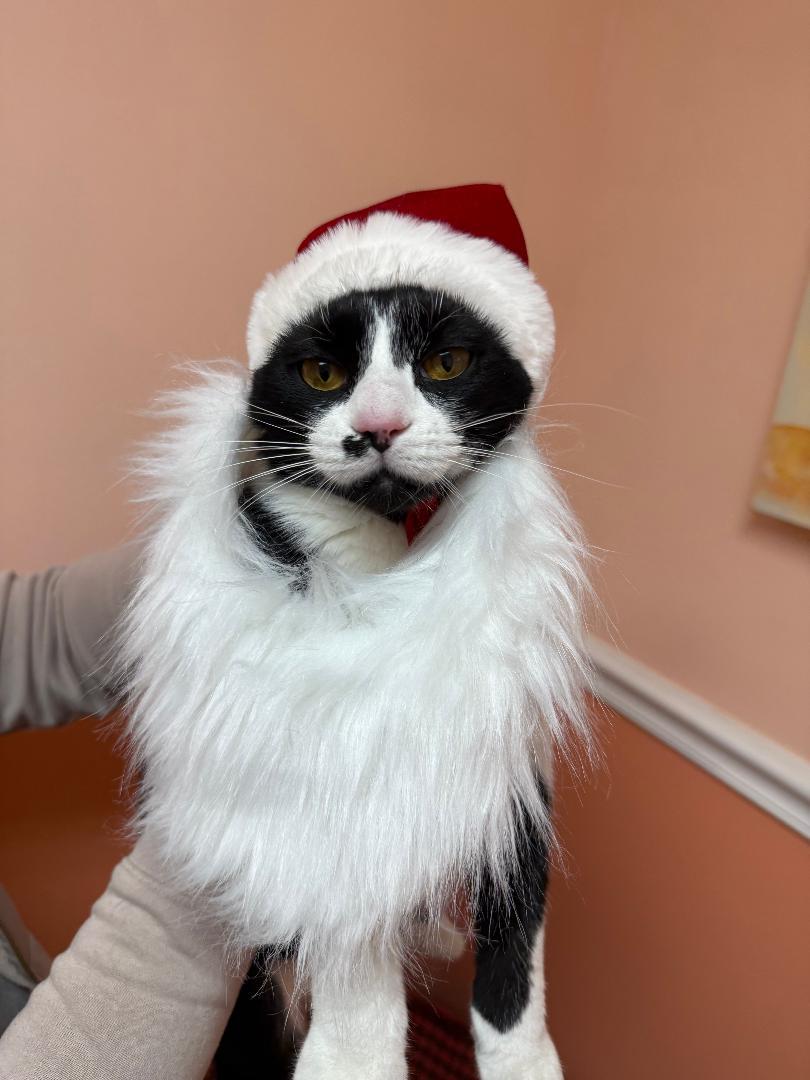 Dita, a Adoptable Domestic Short Hair in Reynoldsburg, OH image 2/5