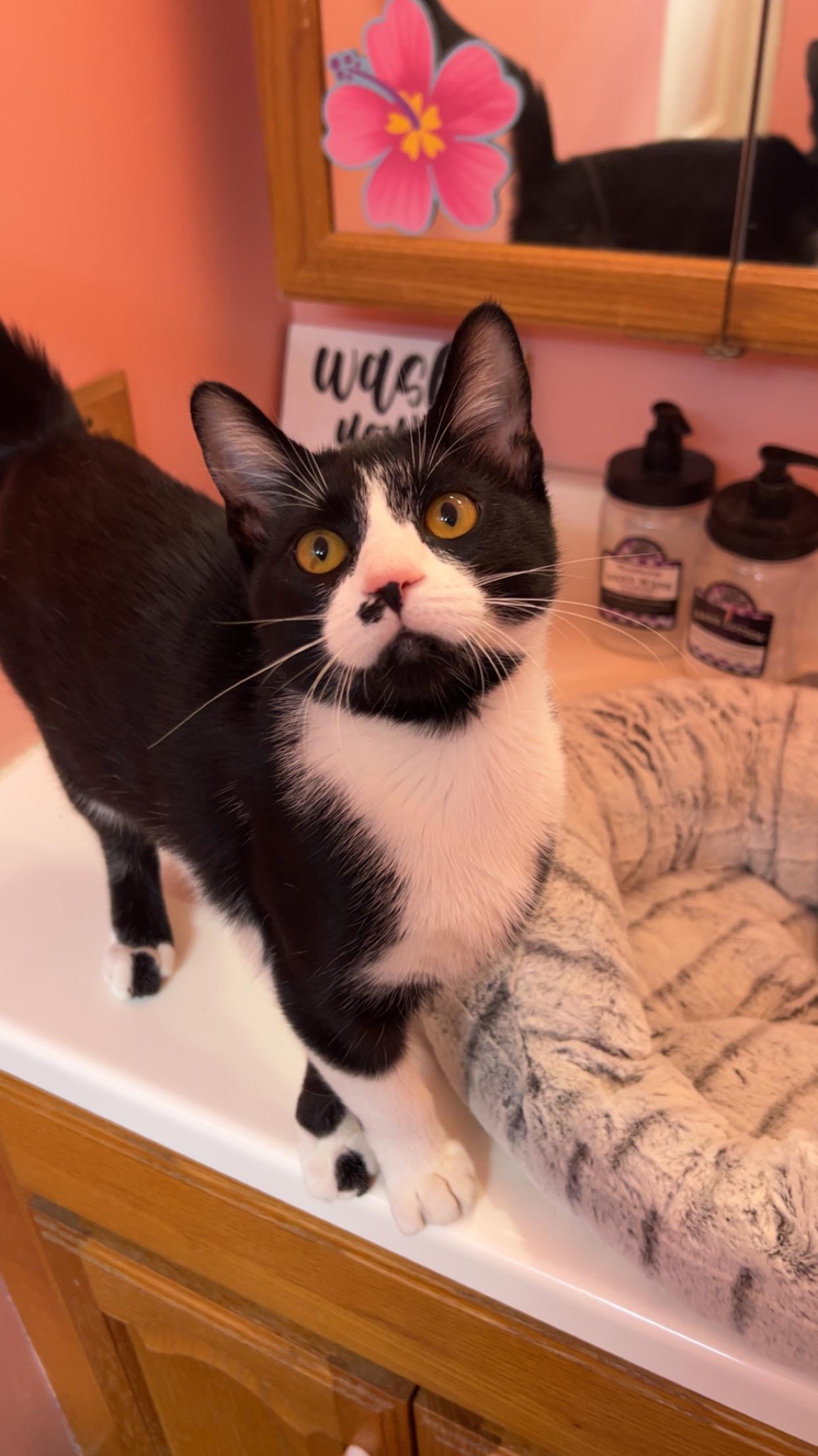 Dita, a Adoptable Domestic Short Hair in Reynoldsburg, OH image 5/5