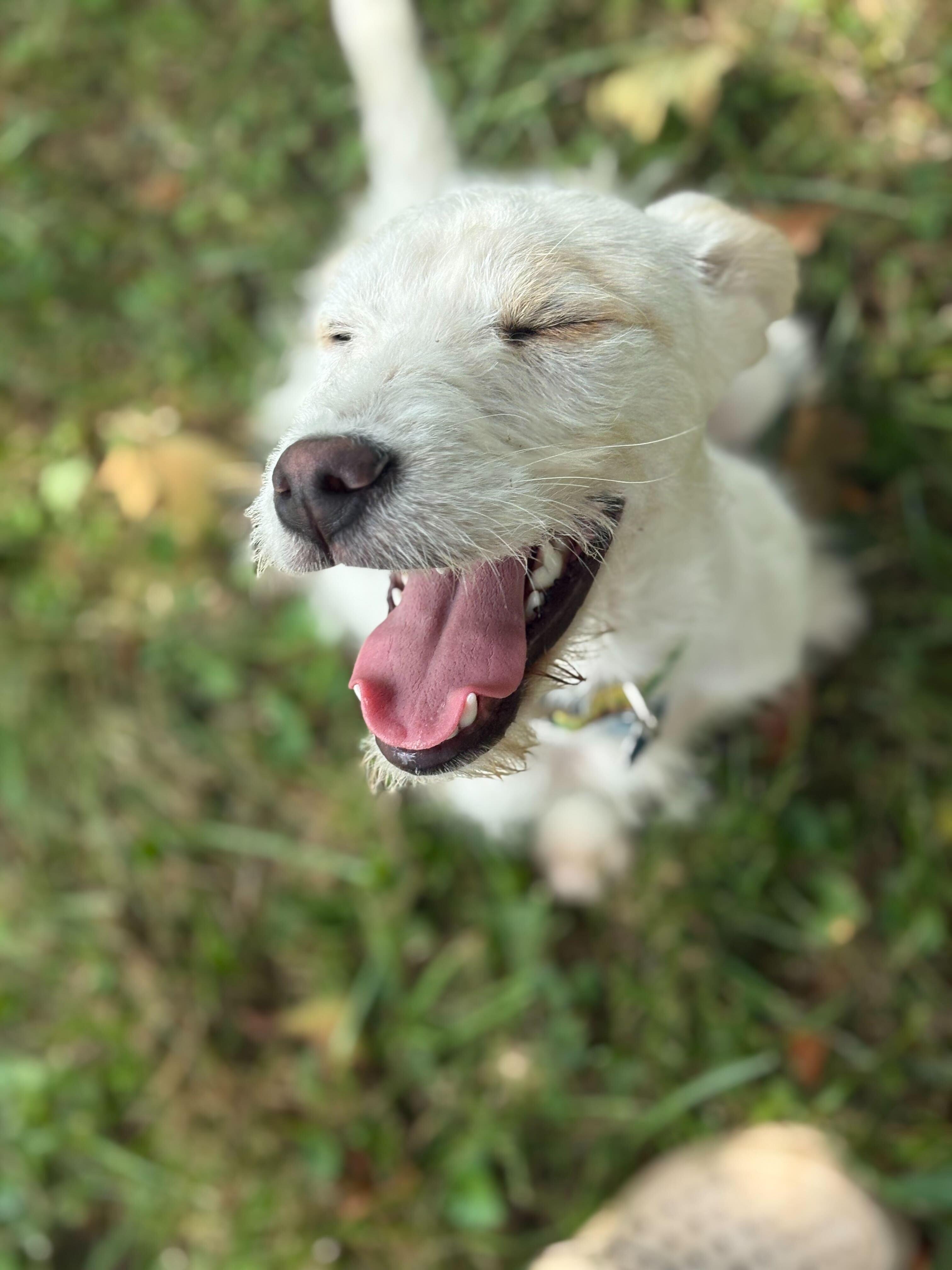 Lucy Mae, Adopted, Young Female Schnauzer.