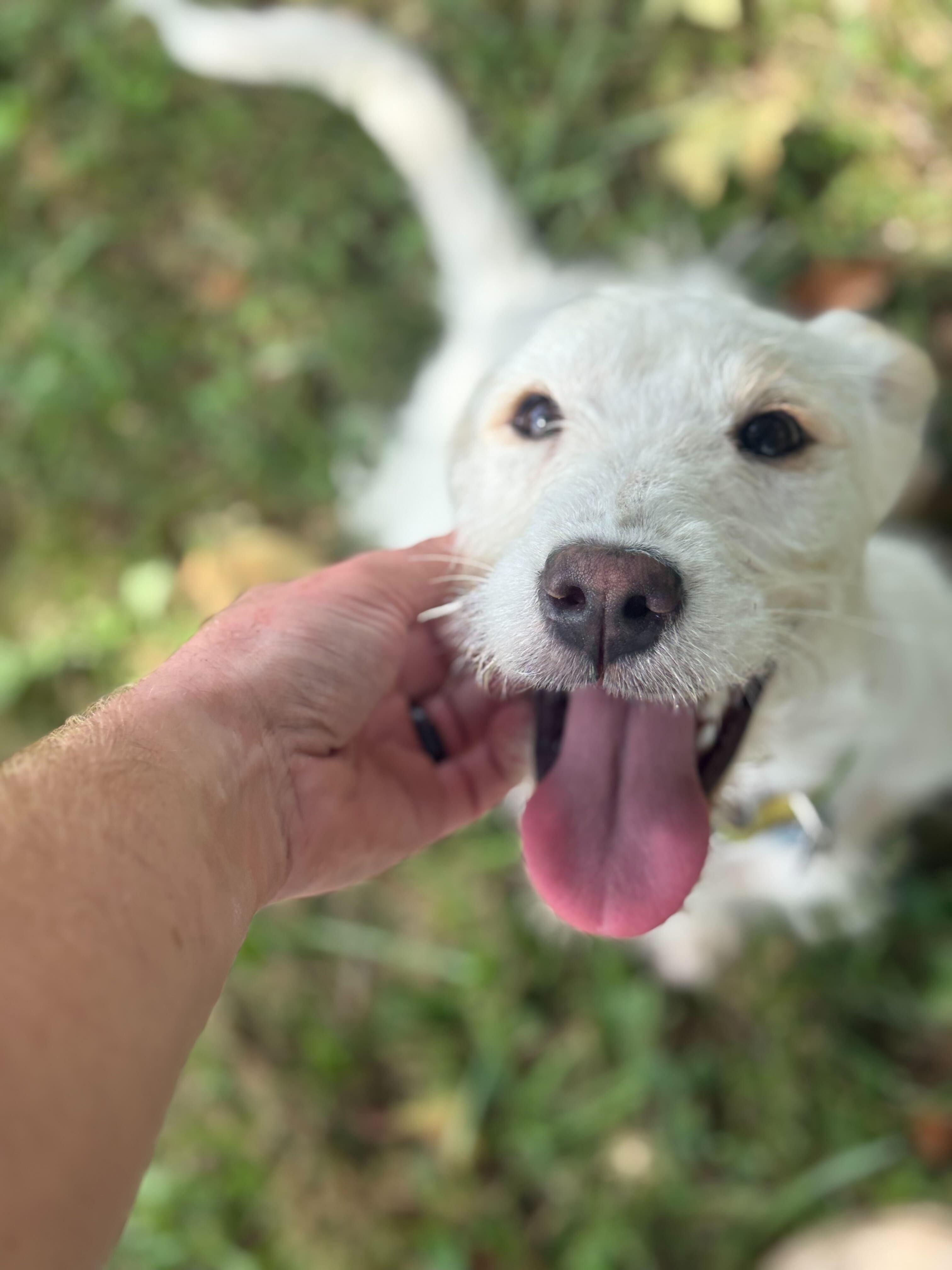 Enlarge Lucy Mae, a Adopted mixed breed in Clarksburg, MO image 2/4