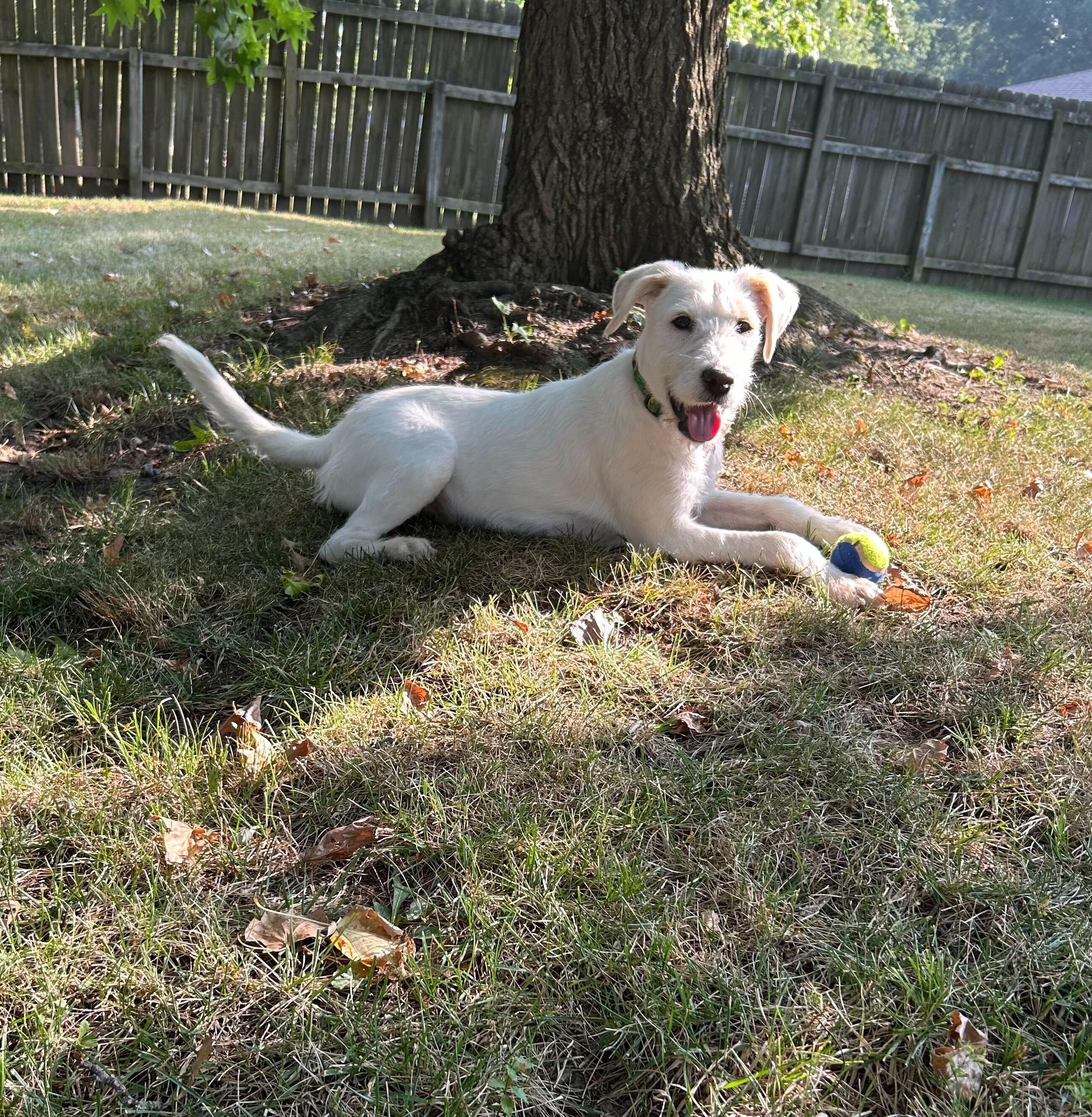 Enlarge Lucy Mae, a Adopted mixed breed in Clarksburg, MO image 3/4